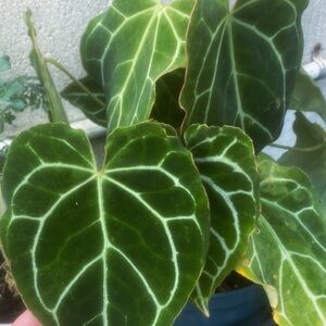 Meet your Posher, Marisa